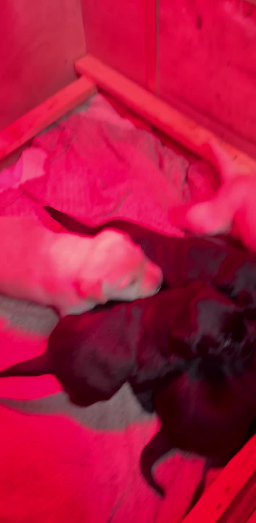 Labrador Retriever dogs for sale: Beautiful health tested Labrador puppies  - Video 2