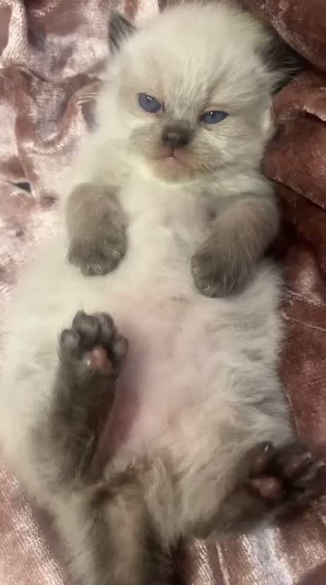 Persian cats for sale: Mrs H - Video 1