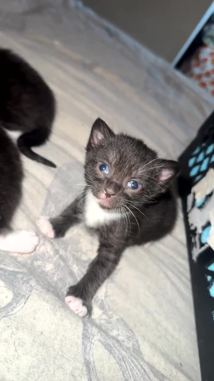 Domestic Shorthair cats for sale: Kittens  in Woodhall Spa - Video 3