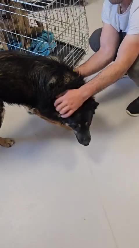 Mixed Breed dogs for adoption: A poor, gentle 3 legged boy needs a Loving Home - Video 4