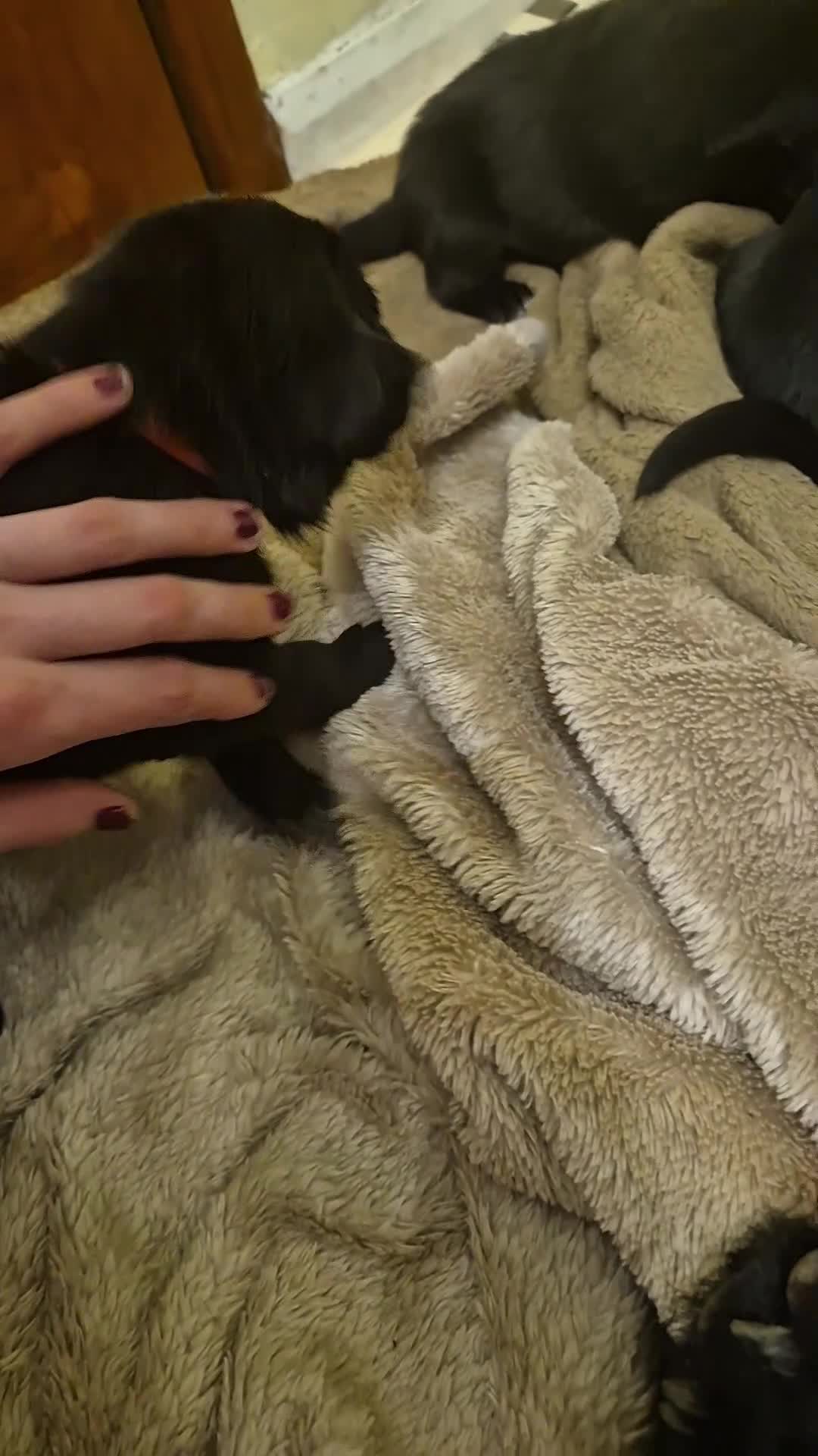 Borador dogs for sale: Lovely borador puppies - Video 1