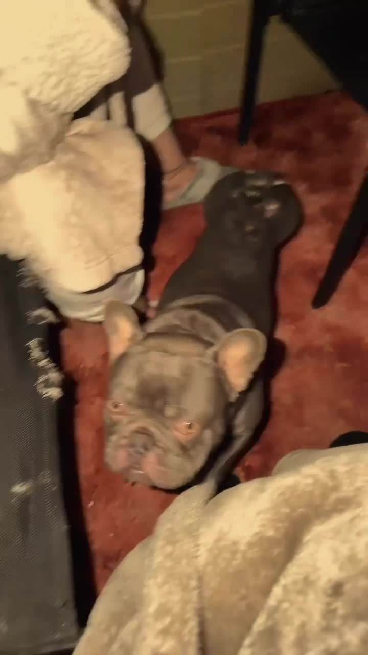 French Bulldog dogs for sale: Vinnie grey French bulldog - Video 3