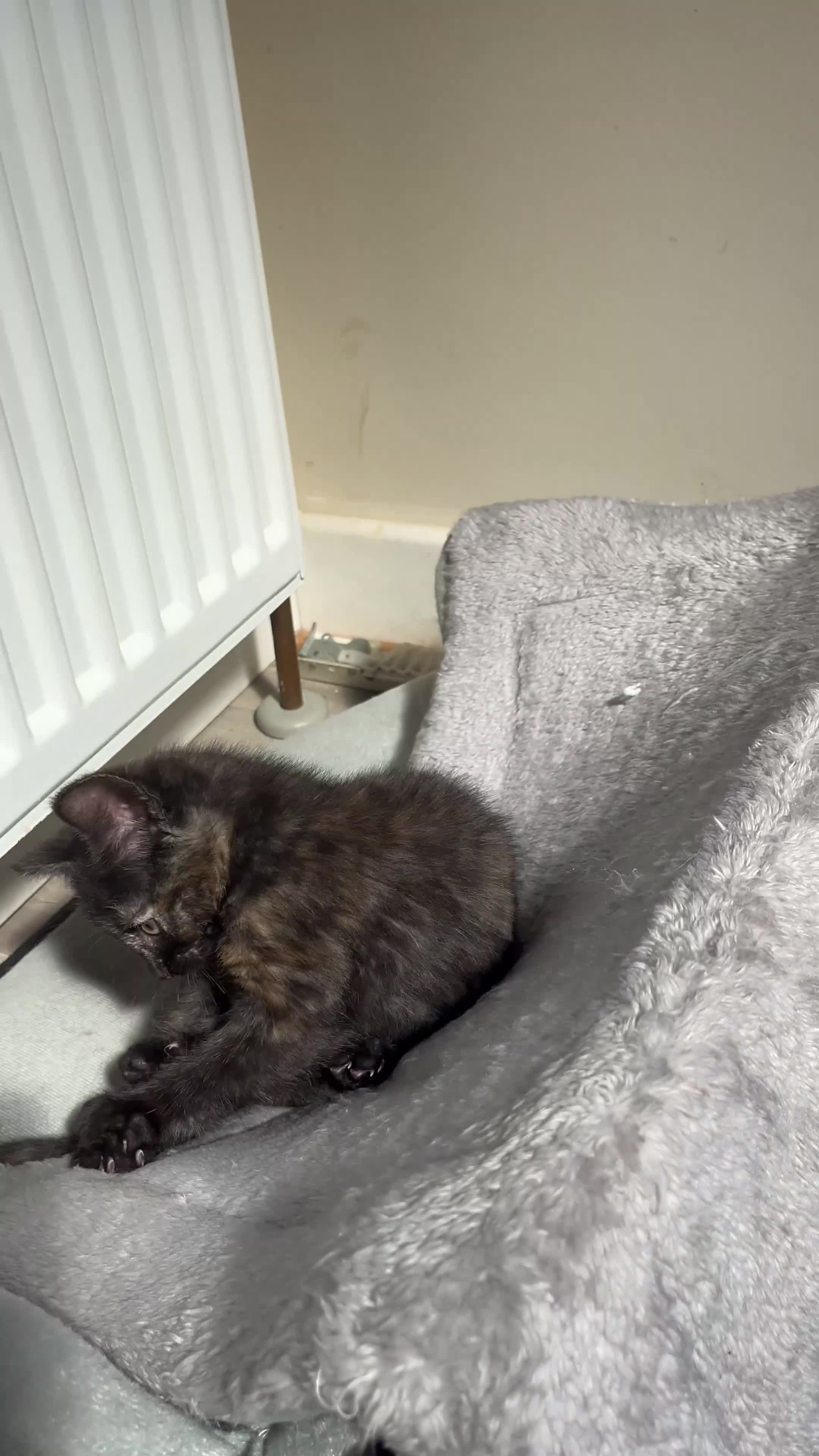 Mixed Breed cats for sale: SALT & PEPPER ❤️ - Video 1