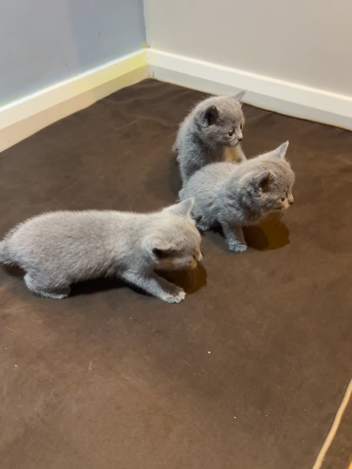 Russian Blue cats for sale: Adorable Russian blue kitten champion bloodline - Video 2