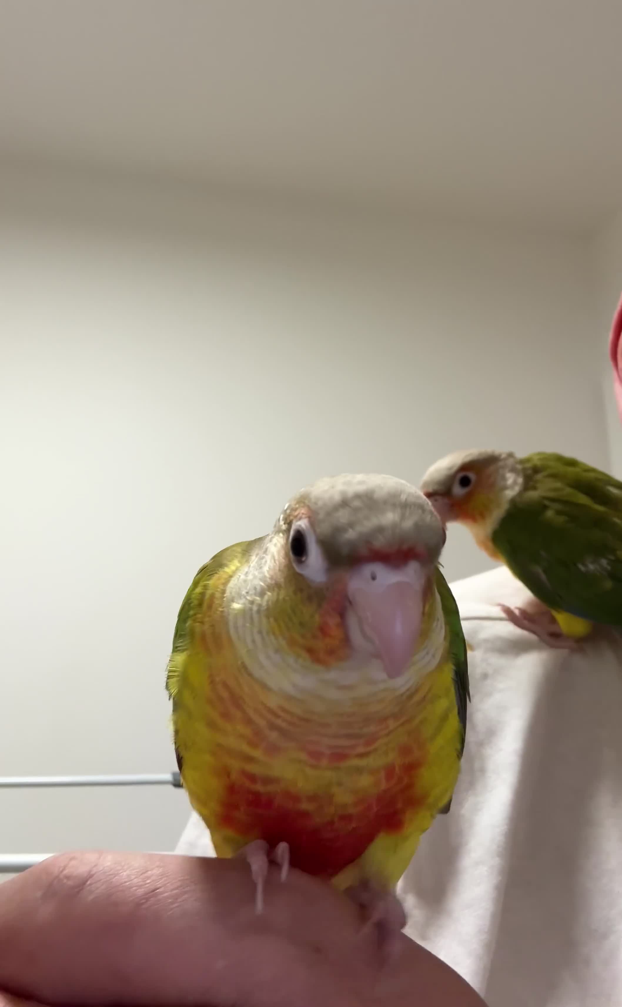 Conures birds for sale: Only Two Female Pineapple Conures Left, £350 Each - Video 1