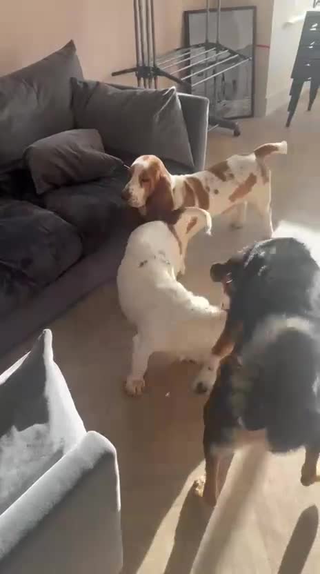 Mixed Breed dogs for adoption: 💙BRUNO💙Loyal Loving Overlooked 11 months old - Video 3