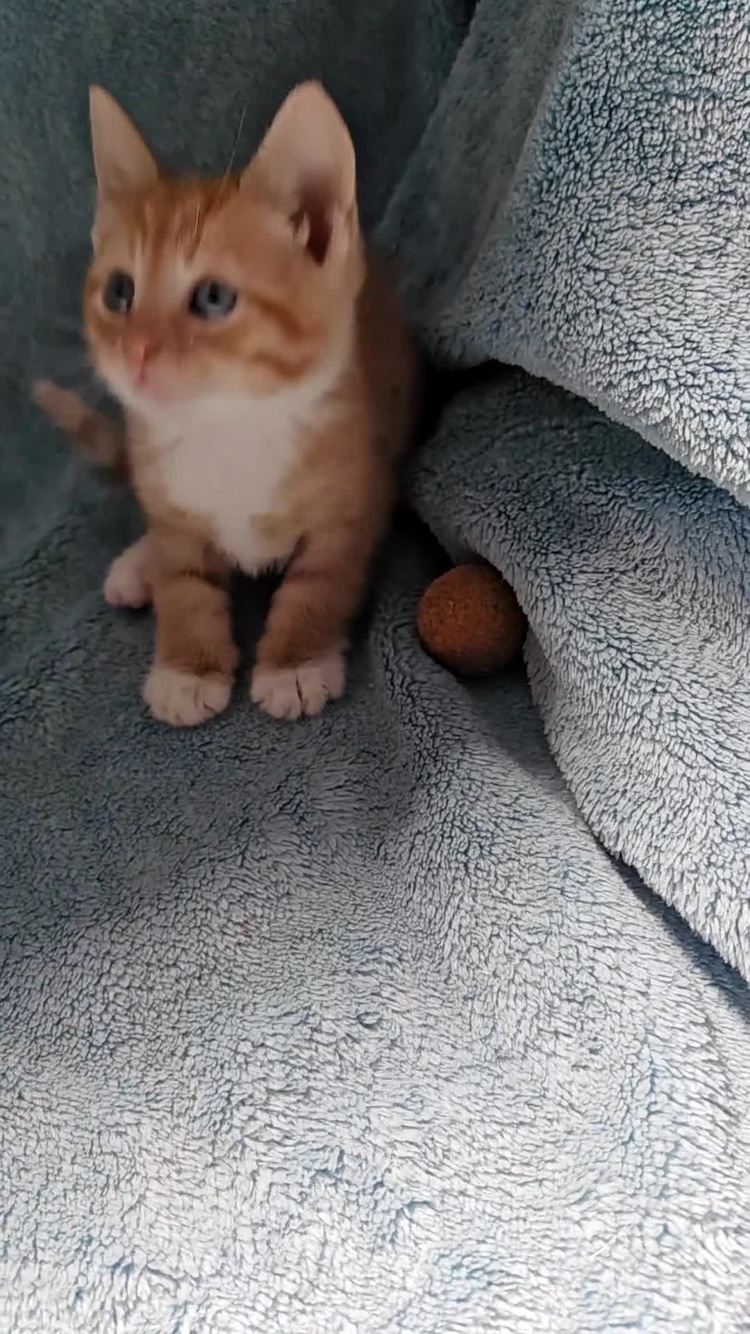 Mixed Breed cats for sale: GINGER BOYS VIDEOS - Video 2