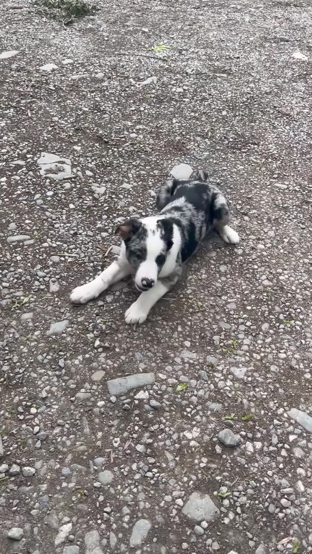 Border Collie dogs for sale: beautiful blue merle last boy left  - Video 1