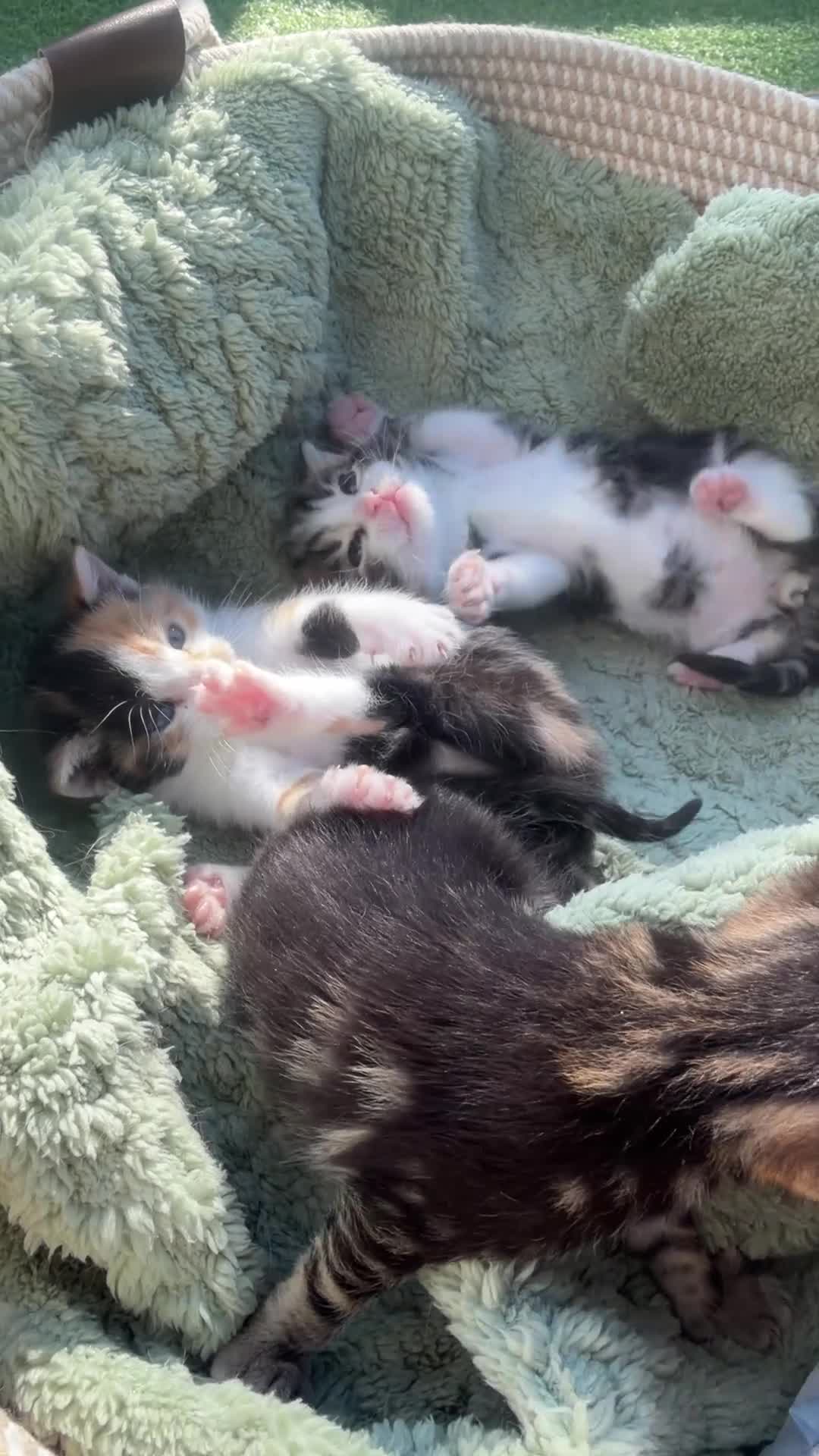 Mixed Breed cats for sale: 3 Lovely kittens  in Walsall - Video 2