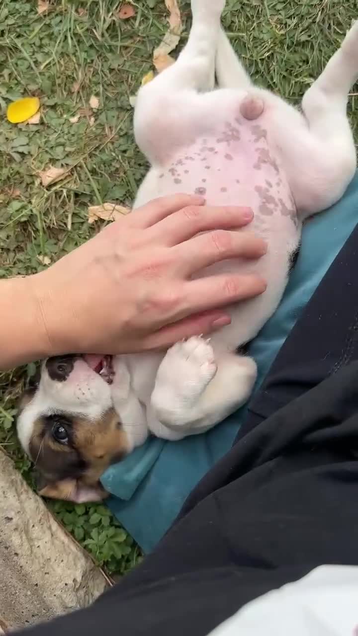 Beagle dogs for sale: Beagle puppies‼️Ready to leave NOW‼️ - Video 1