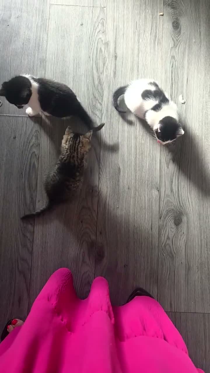 Mixed Breed cats for sale: Lovely kittens - Video 3