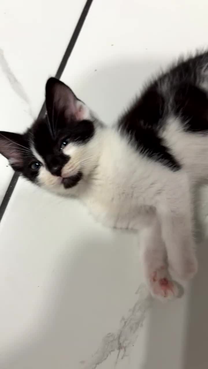 Mixed Breed cats for sale: *Ready to leave* black and white kitten - Video 1