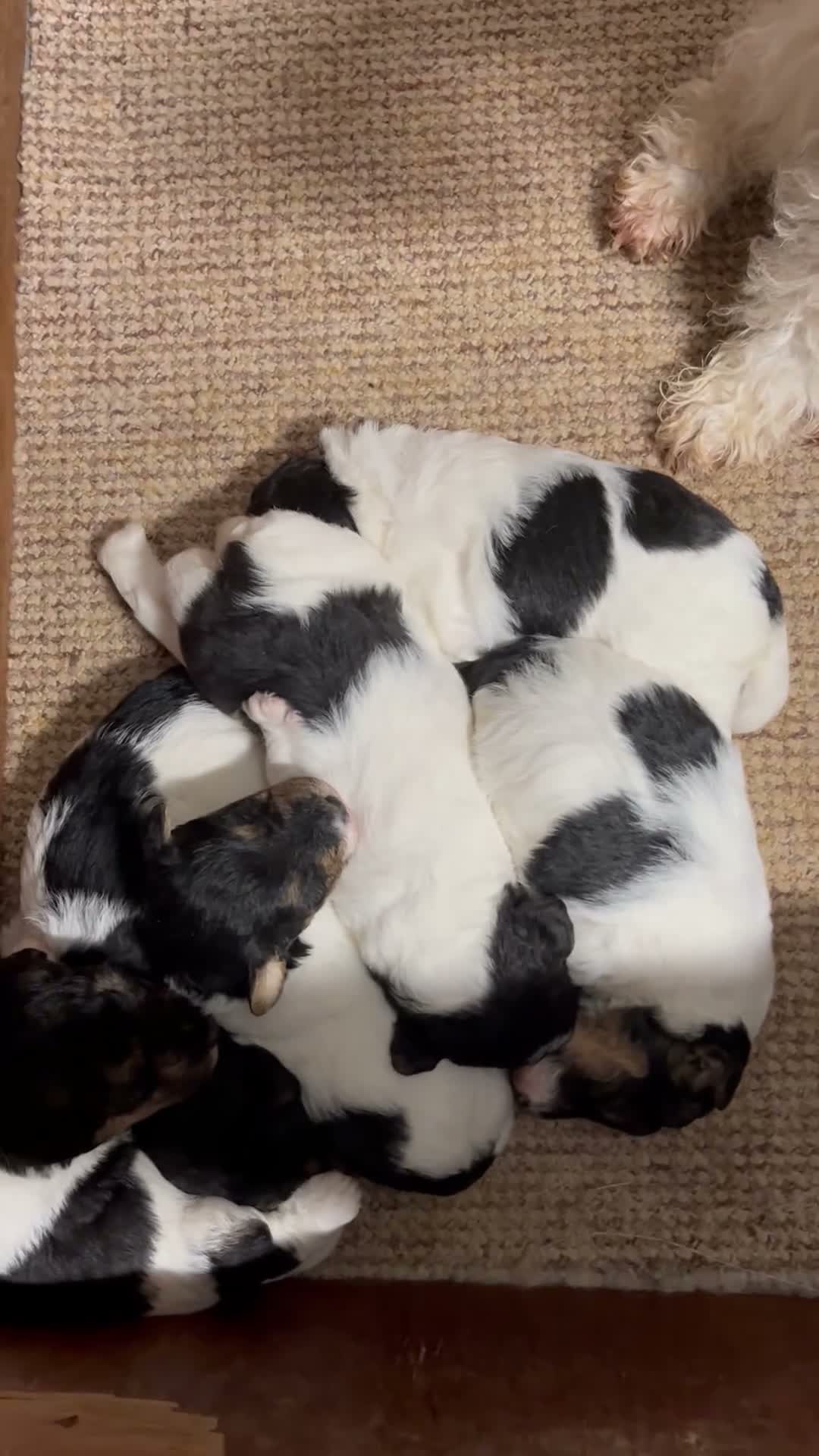 Fox Terrier dogs for sale: Beautiful Fox Terrier Pups - Video 3