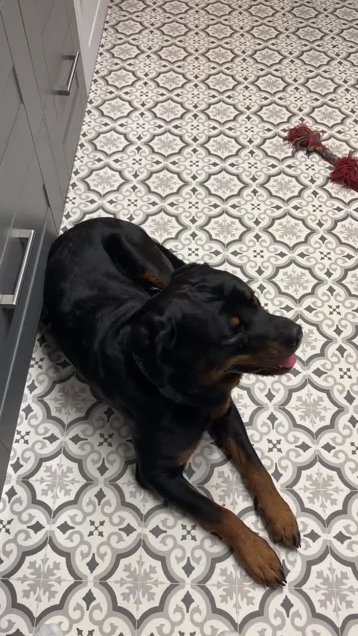 Rottweiler dogs for sale: 19 Month old beautiful Rottweiler in Hull - Video 1