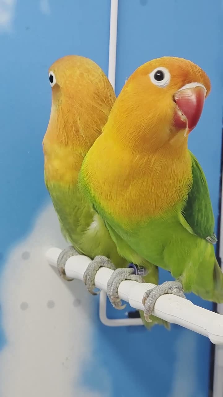 Lovebirds birds for sale: Lovebird Pairs with DNA.Can bring to Stafford Show - Video 2