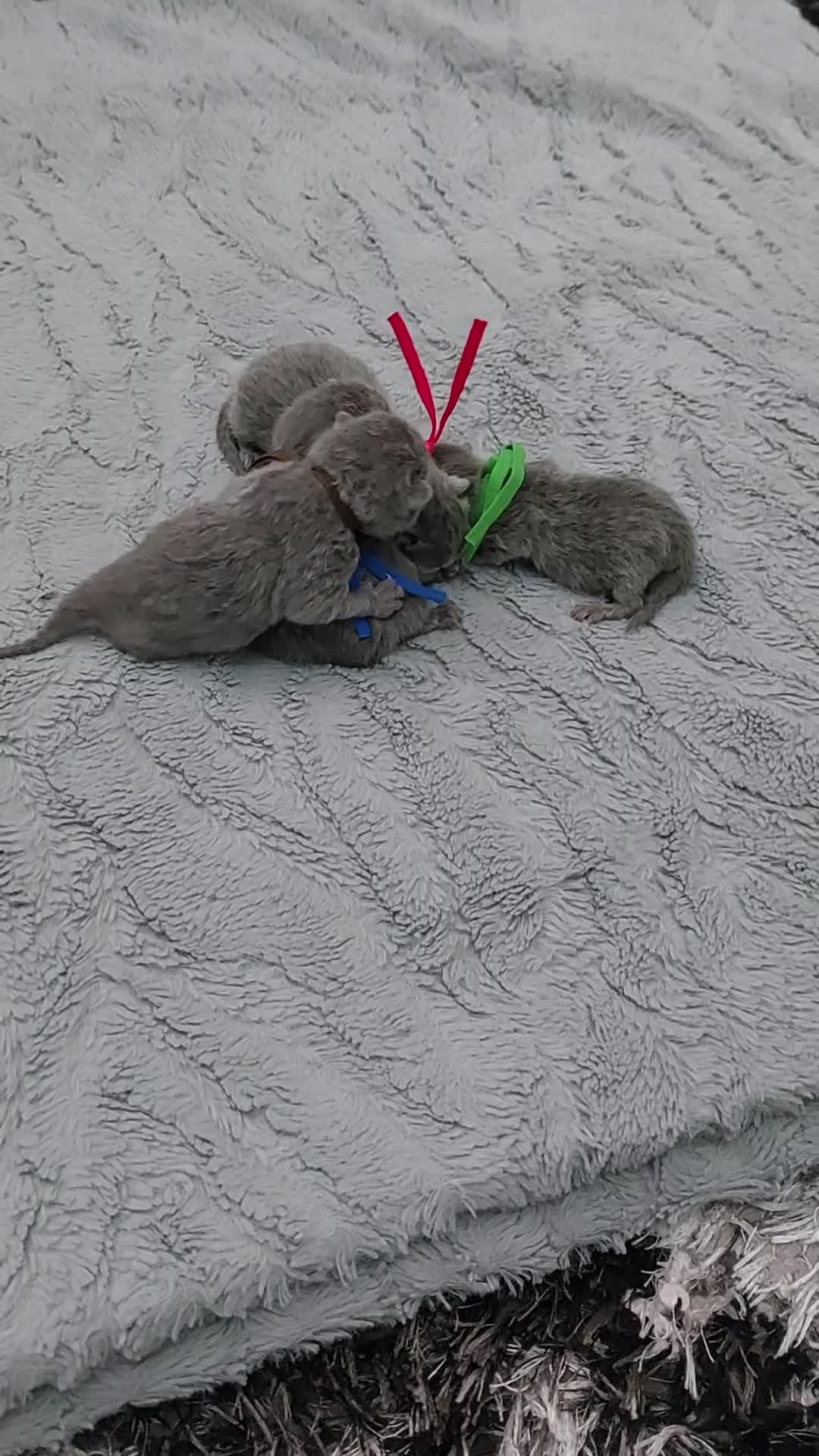 British Shorthair cats for sale: IMPECCABLE🏆CH SIRED GCCF REGISTERED KITTENS! - Video 1