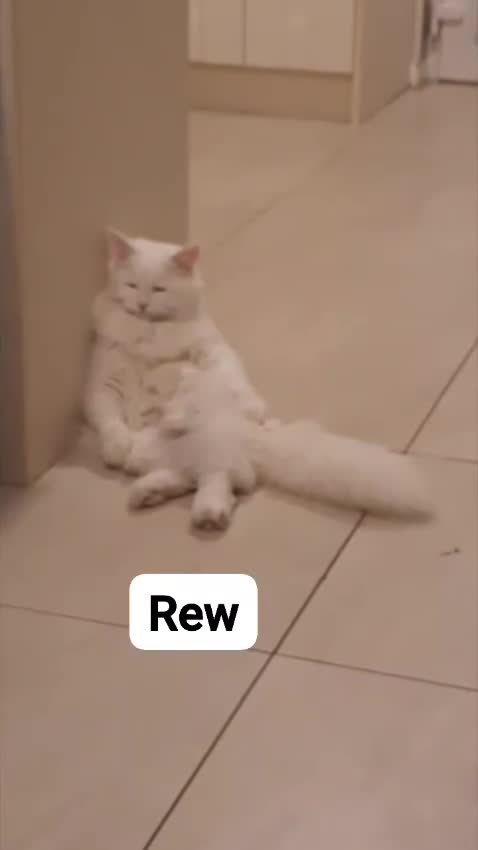 Siberian cats for sale: siberian - Video 1