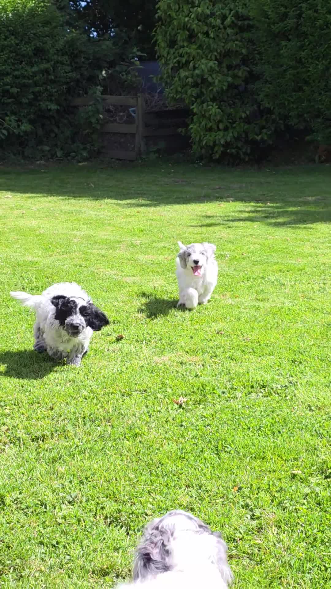 Cockapoo dogs for sale: Beautifully coloured f1 cockapoo pups - Video 1