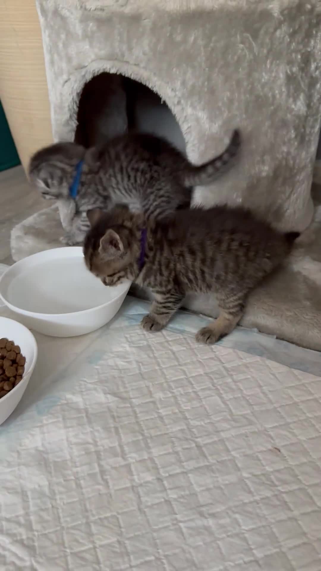 Scottish Fold cats for sale: Scottish fold/straight - Video 2