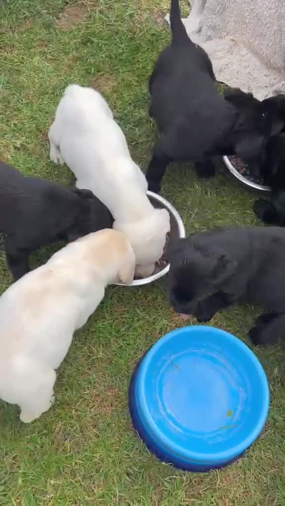 Labrador Retriever dogs for sale: KC REG black labradors  - Video 1