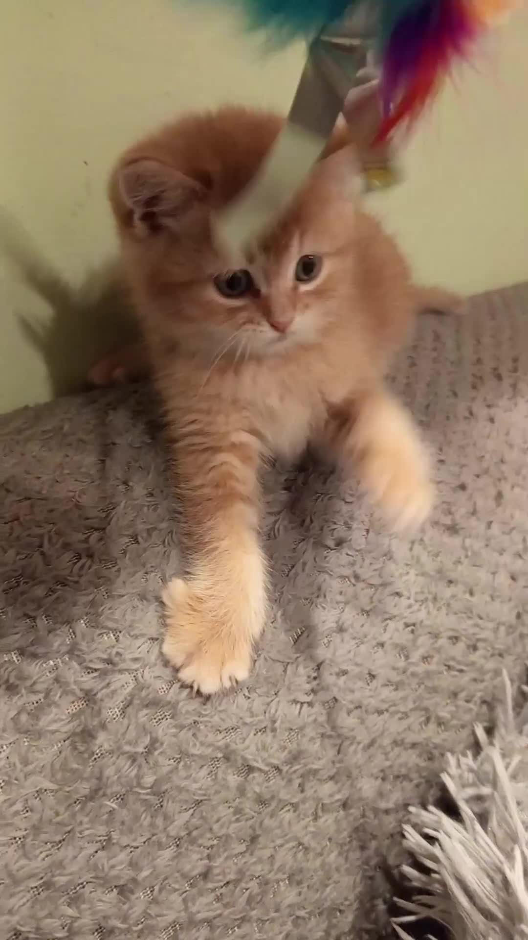 Scottish Fold cats for sale: One boy and 3 girls Scottish fold and straight  - Video 3