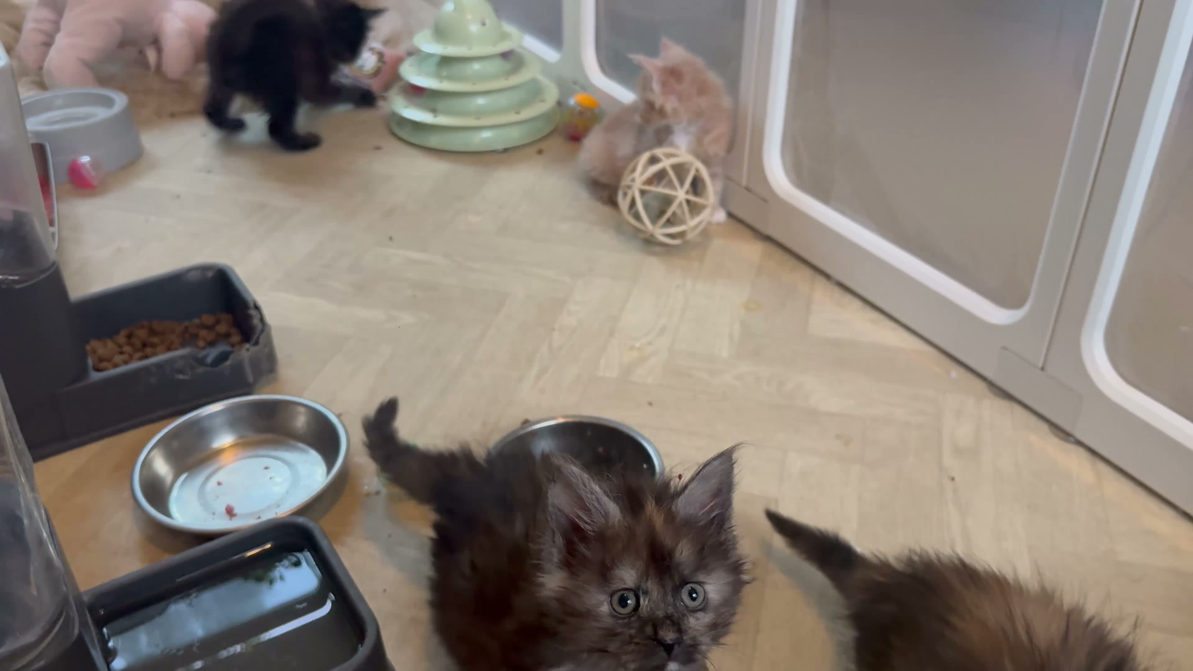 Maine Coon cats for sale: 🐾 FULLY REGISTERED PEDIGREE MAINE COON KITTENS 🐾 - Video 2