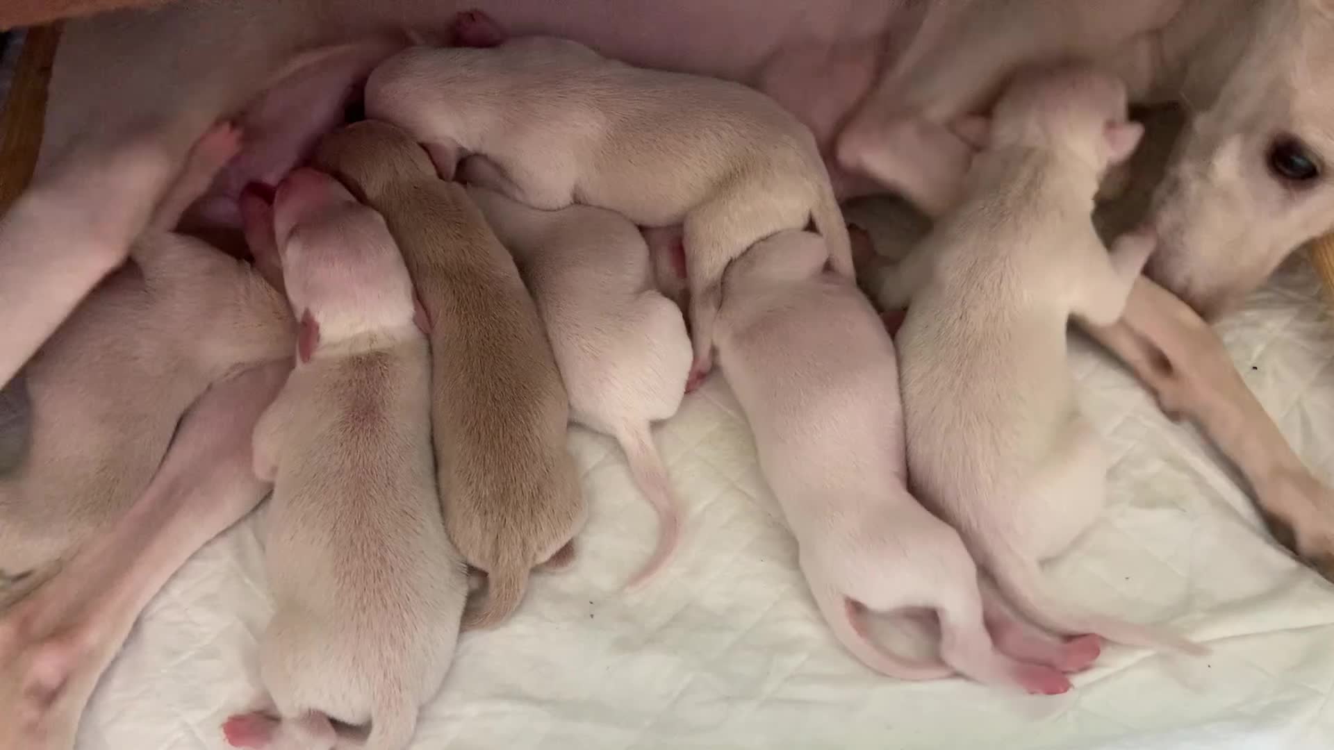 Italian Greyhound dogs for sale: KC Italian greyhound puppies East. Europ lineage - Video 3