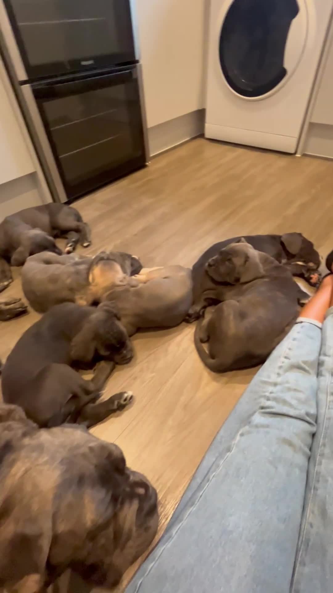 Cane Corso dogs for sale: Purebred Cane Corso puppies  - Video 1