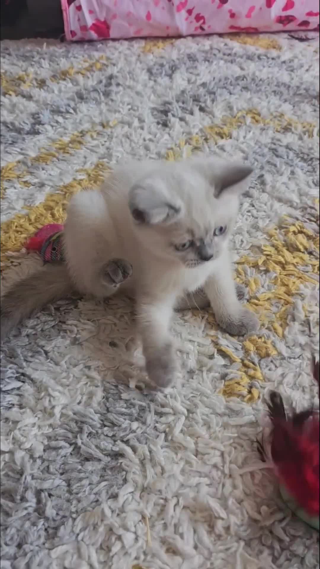 Scottish Fold cats for sale: 😻SF pedigree TICA 😸 READY TO LEAVE😸 - Video 4