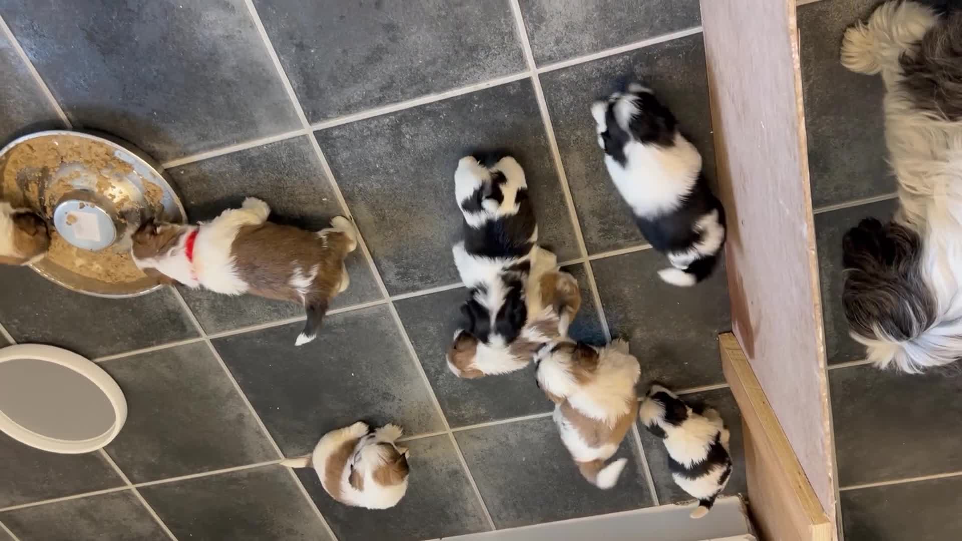 Shih Tzu dogs for sale: Shih tzu puppies for sale - Video 3