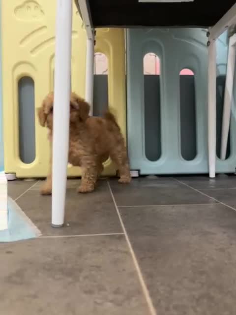 Cavapoochon dogs for sale: 🐾CAVAPOOCHON PUPPIES 🐾 - Video 1