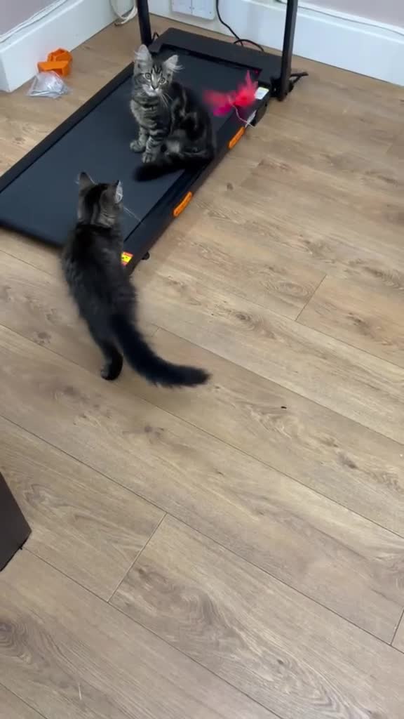 Mixed Breed cats for sale: Two fluffy mixed breed tabbies ready now - Video 1