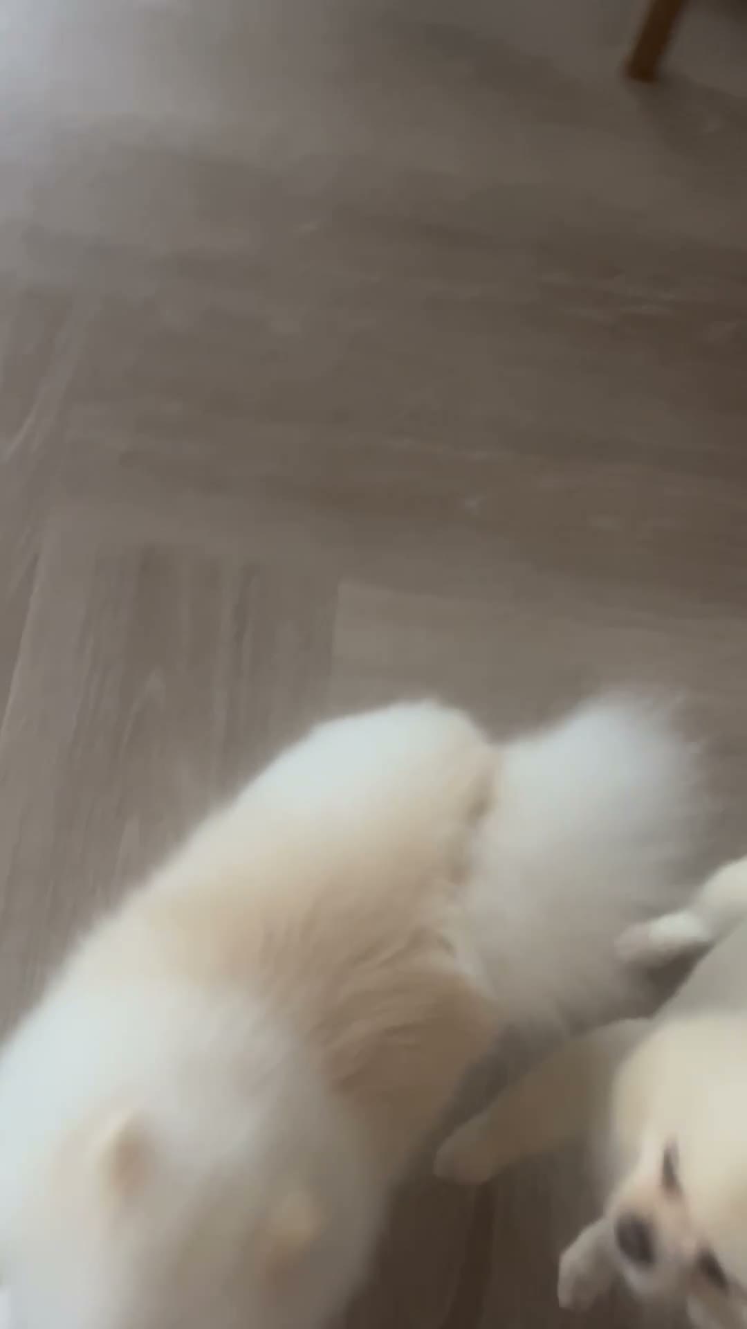Pomeranian dogs for sale: Puppy Male Toy Pomeranian  - Video 1