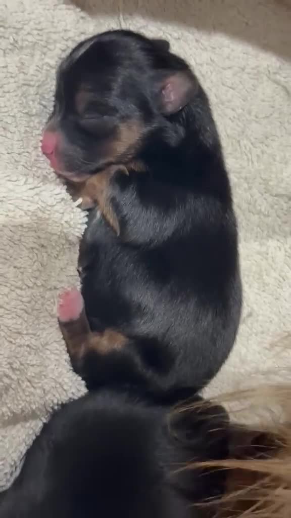 Morkie dogs for sale: Morkies <3 5 gorgeous puppies  in London - Video 1