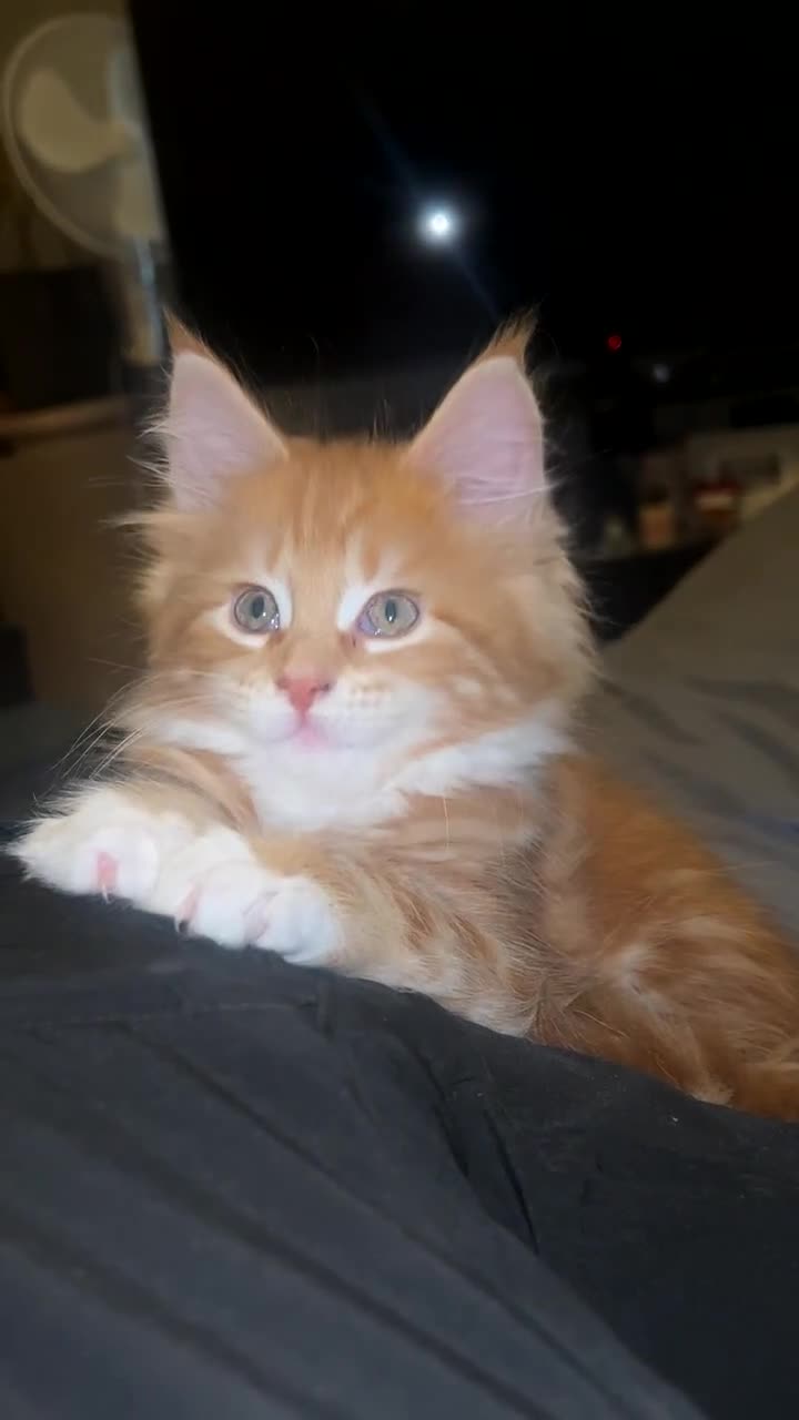Maine Coon cats for sale: Maine Coon Kittens  - Video 4