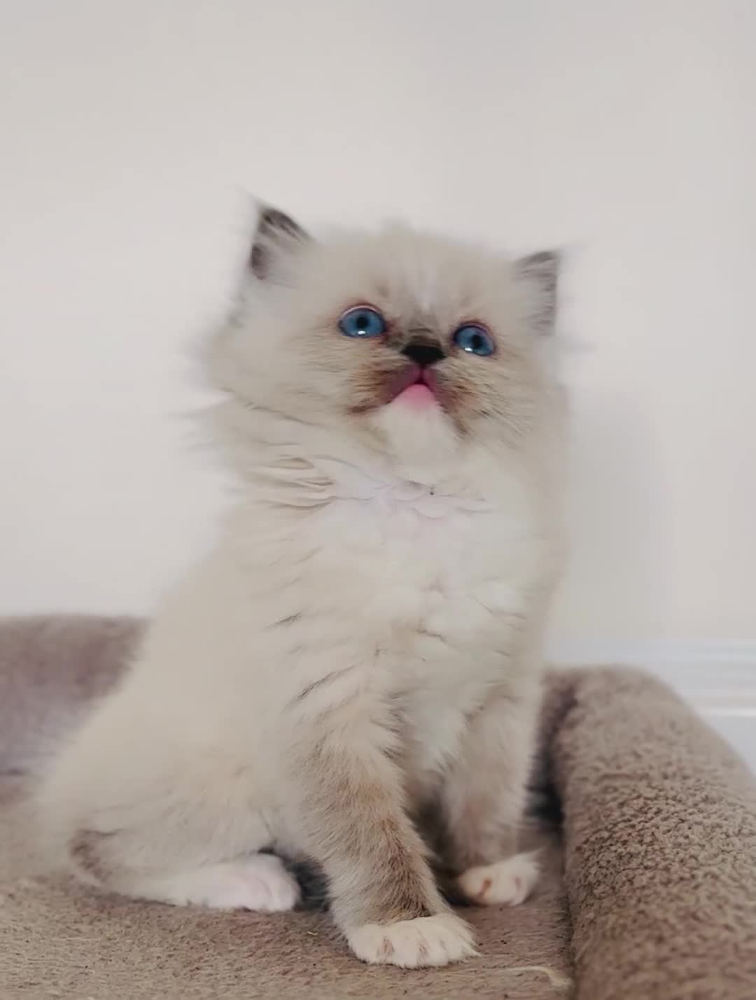 Ragdoll cats for sale: Champion bloodline,full pedigree last Ragdoll boy  - Video 1