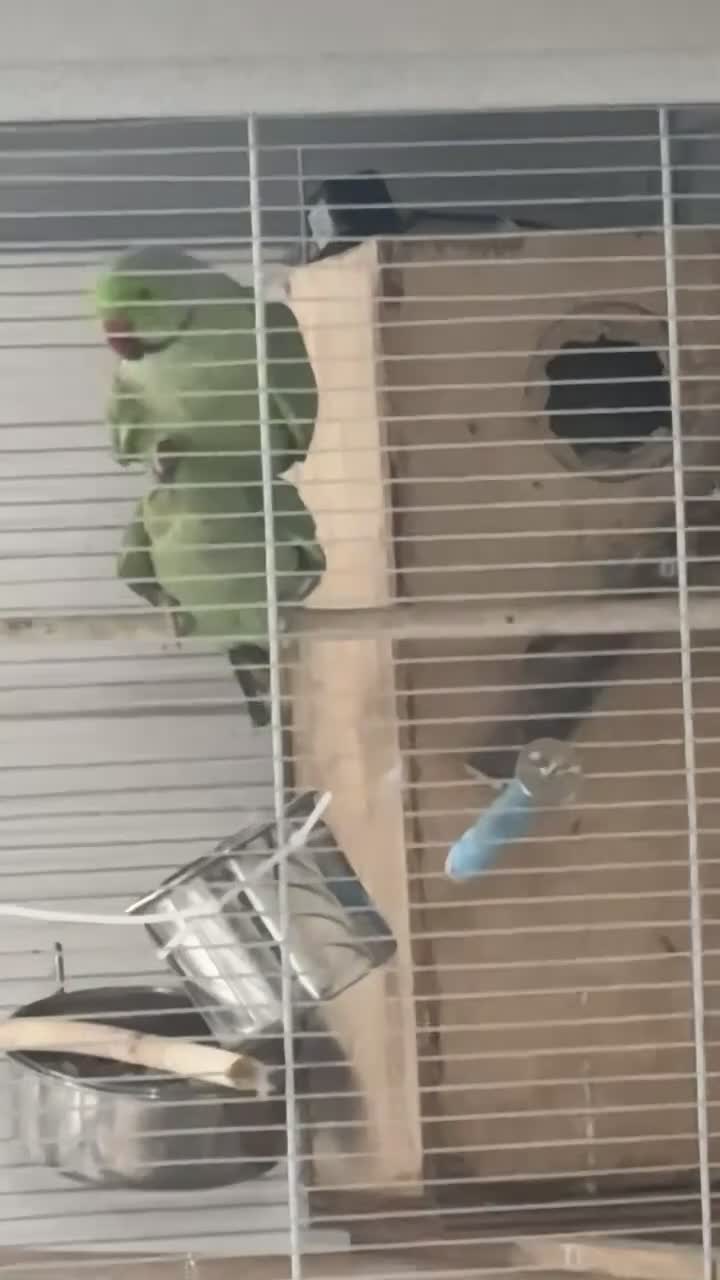 Ringnecks birds for sale: Male and female indian ringneck parrot.  - Video 2