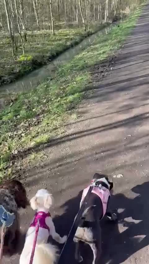 Pomapoo dogs for sale: Pomapoo needs a home from home in Wakefield - Video 2