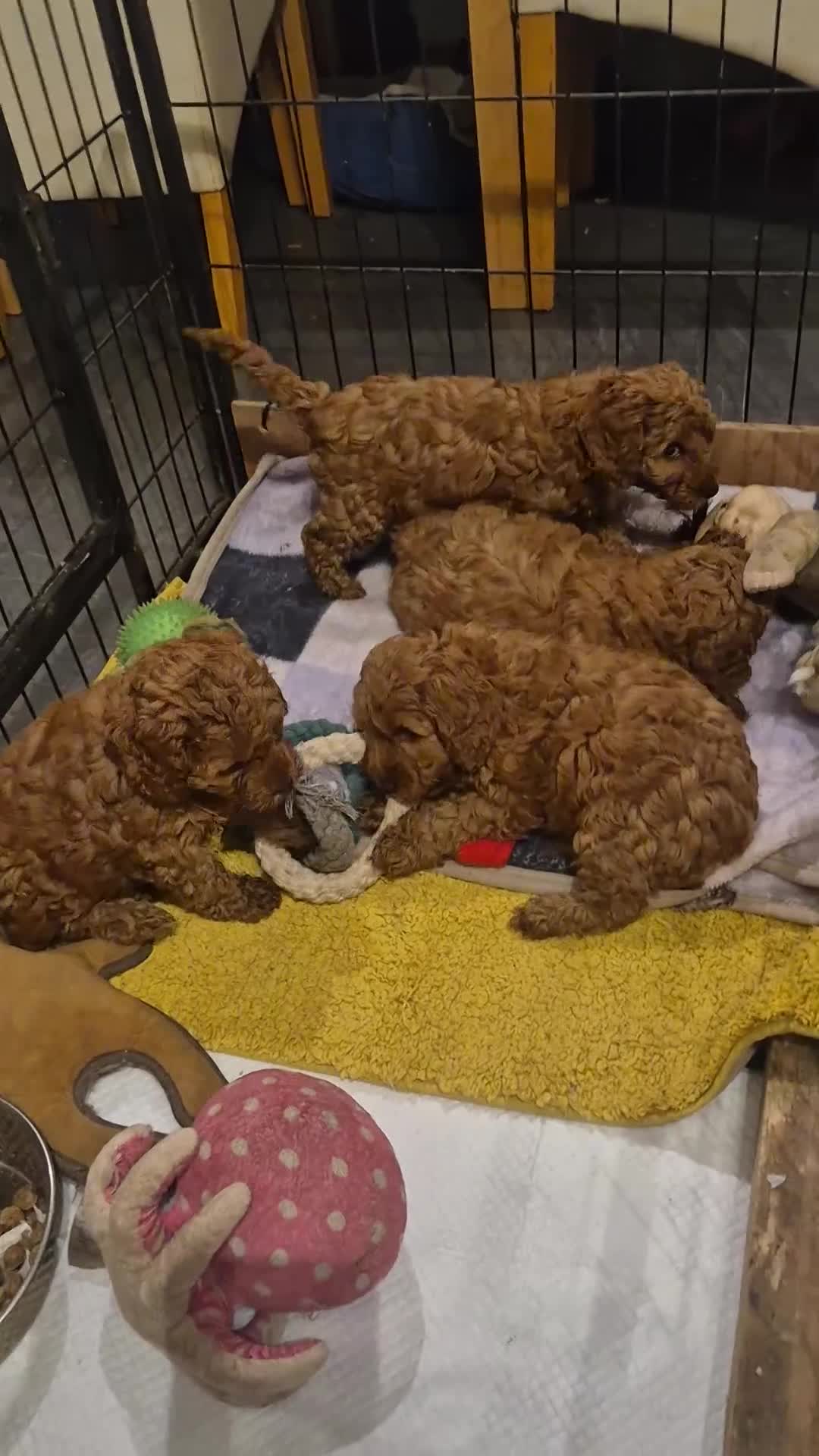Cockapoo dogs for sale: Adorable fox red f1 toy cockapoo puppies - Video 1