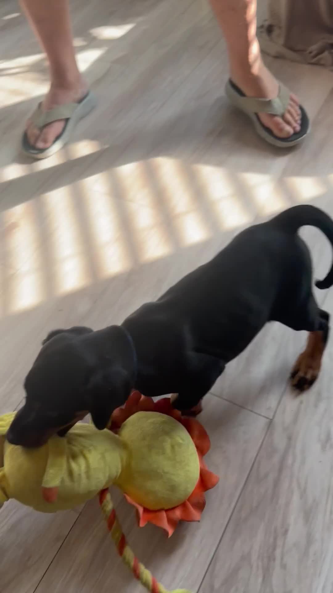 Dobermann dogs for sale: Ready now 1 girl Doberman puppy - Video 5