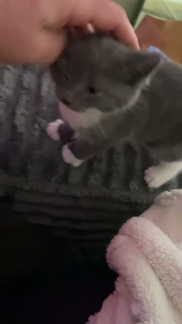 Mixed Breed cats for sale: Beautiful kittens - Video 1