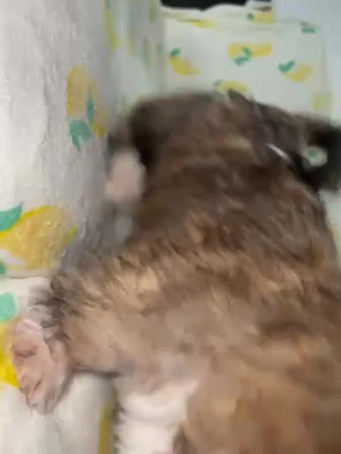 Shih Tzu dogs for sale: Lovely golden boy shih tzu for sale - Video 2