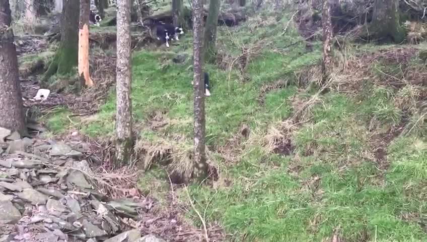 Border Collie dogs for sale: Collie puppies from working farm - Video 3