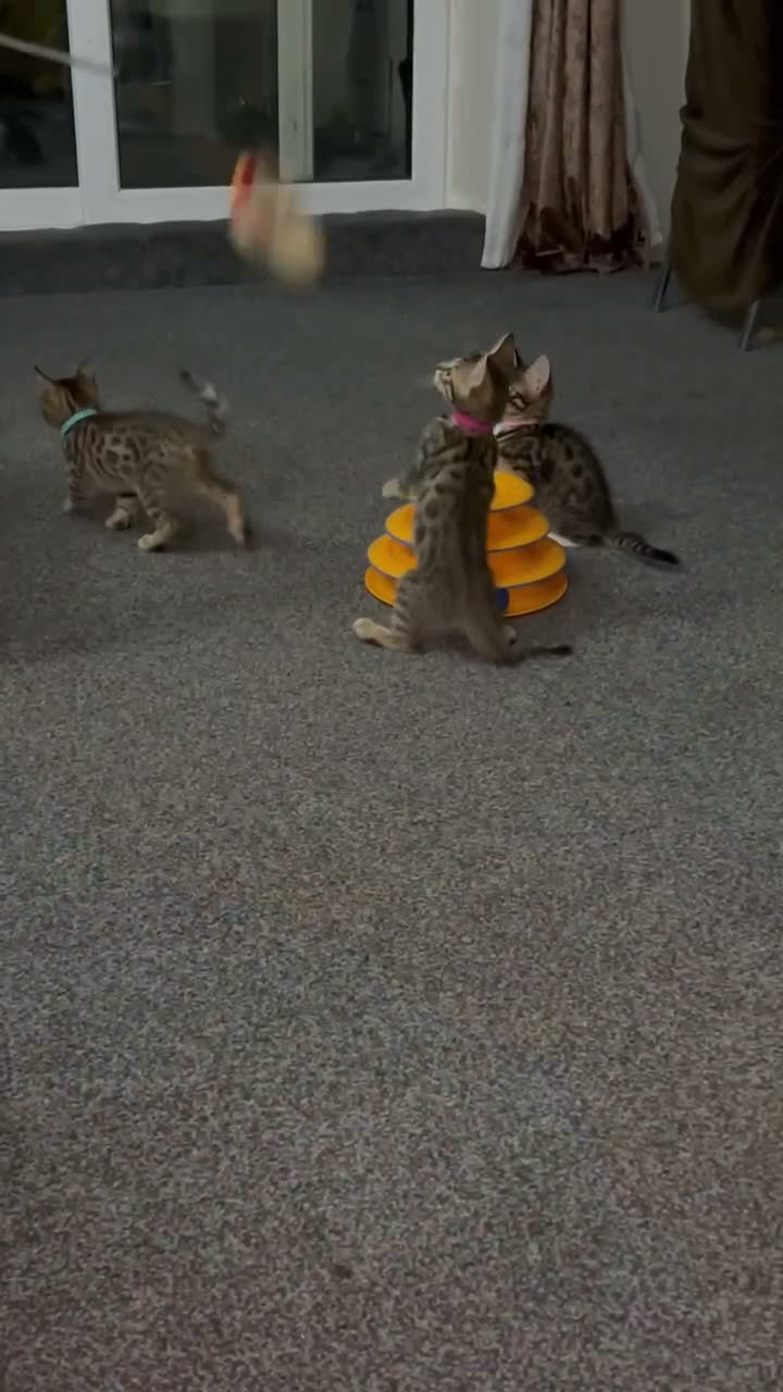 Bengal cats for sale: Bengal X - Video 1