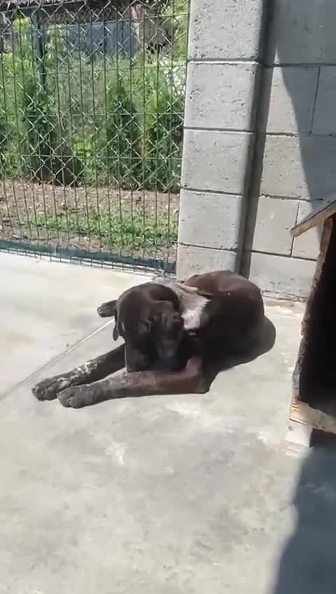 Pointer dogs for adoption: Rhea, 8 months approx. Available for adoption. - Video 2
