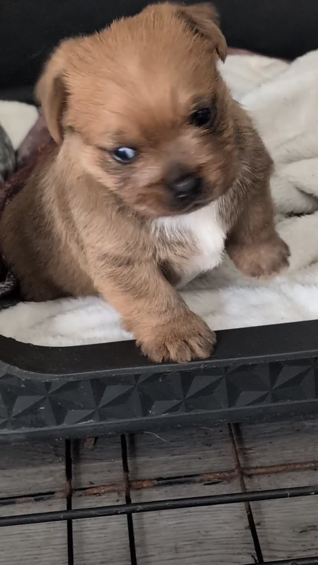 Mixed Breed dogs for sale: Beautiful Chihuahua cross shih Tzu pup in Smethwick - Video 1