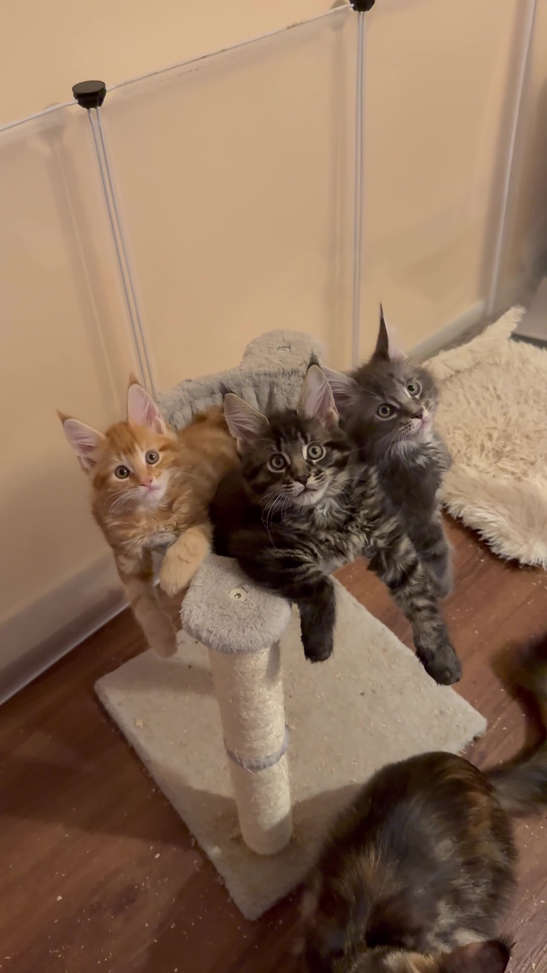 Maine Coon cats for sale: Fully registered Maine Coon kittens  - Video 1