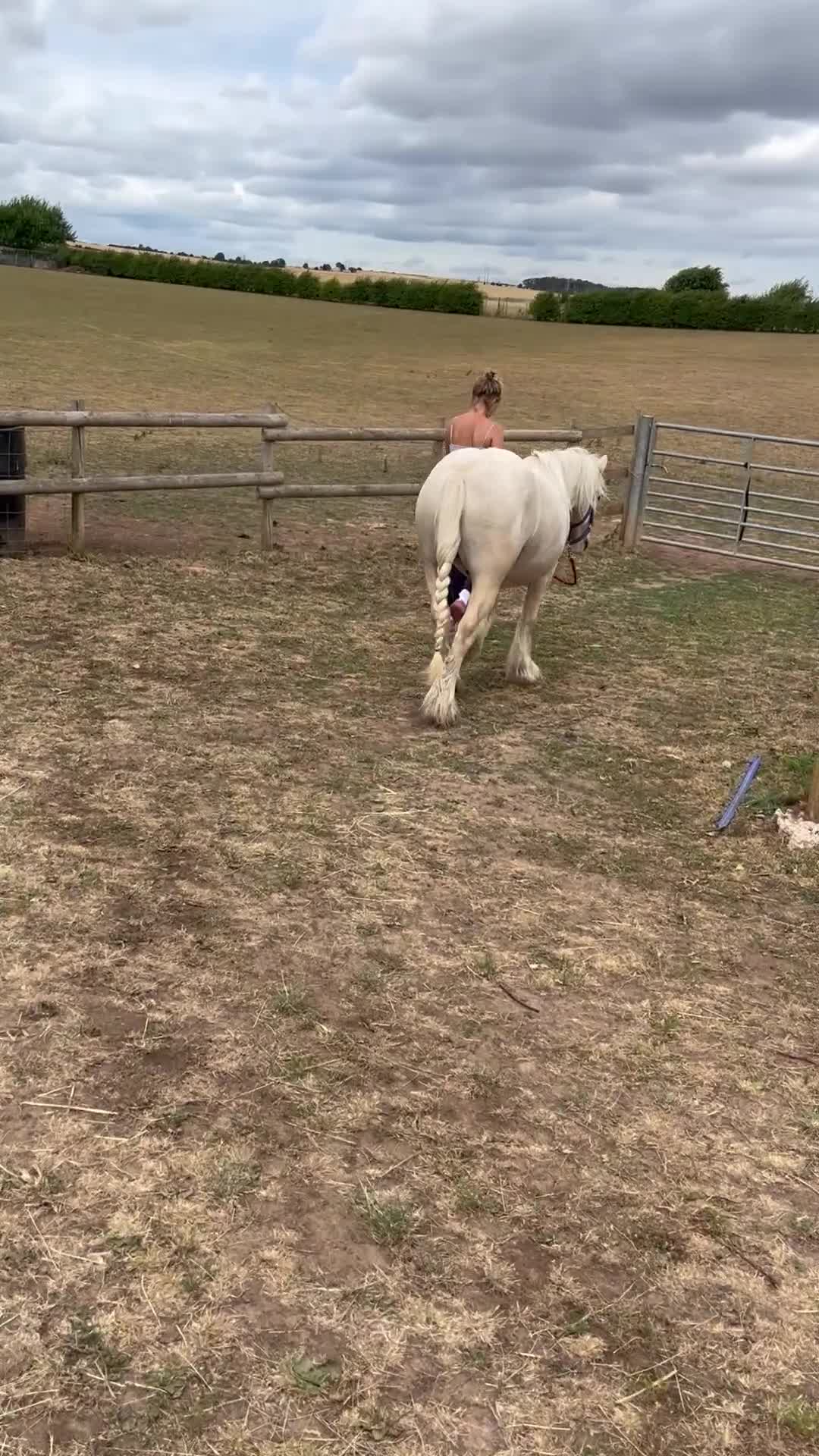 Irish Cob horses for sale: 13hh palomino gelding 2/3 year old mini cob - Video 1