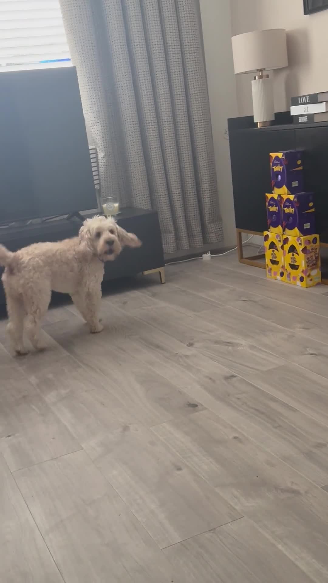 Cockapoo dogs for stud: Cockapoo for stud in Belfast - Video 1