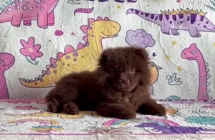 Siberian Husky dogs for sale: Stunning exotic colour puppies for sale  - Video 2